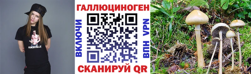 Псилоцибиновые грибы Psilocybine cubensis  Болхов 